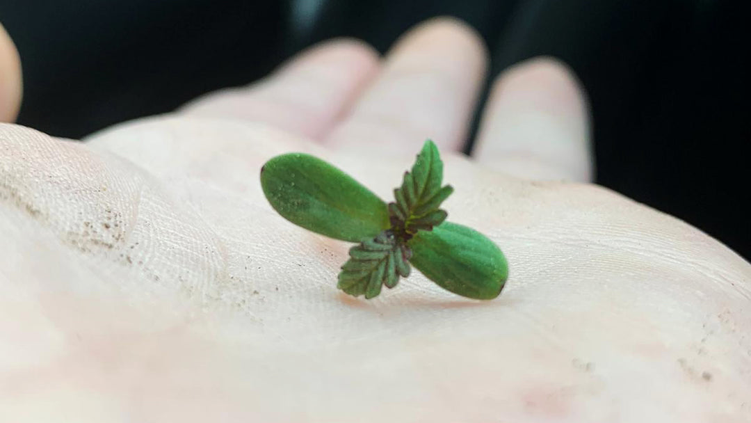 A hemp plant sprout cradled in hand
