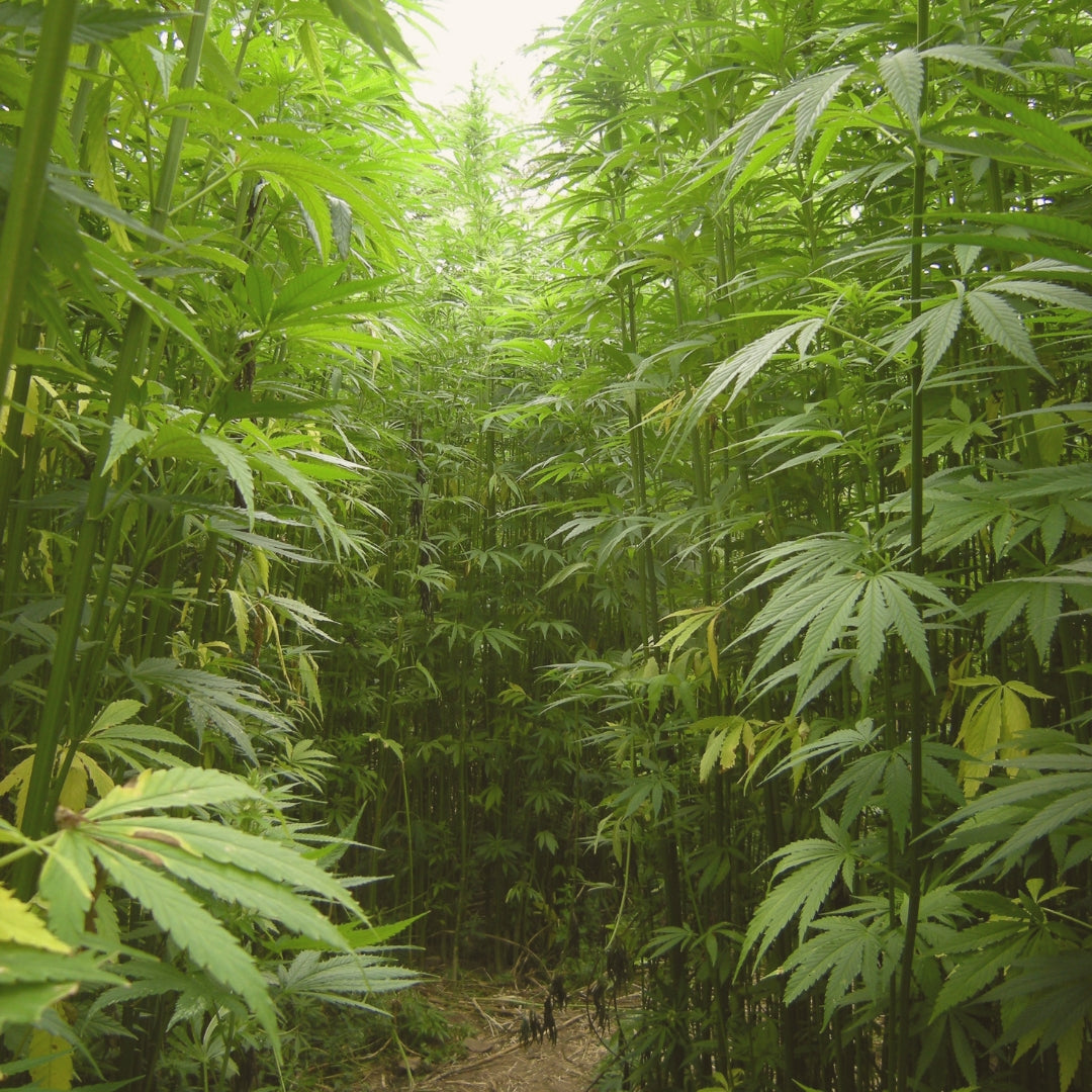 Is Hemp Clothing Sustainable?